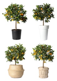 Set of kumquat trees with fruits in flowerpots on white background 