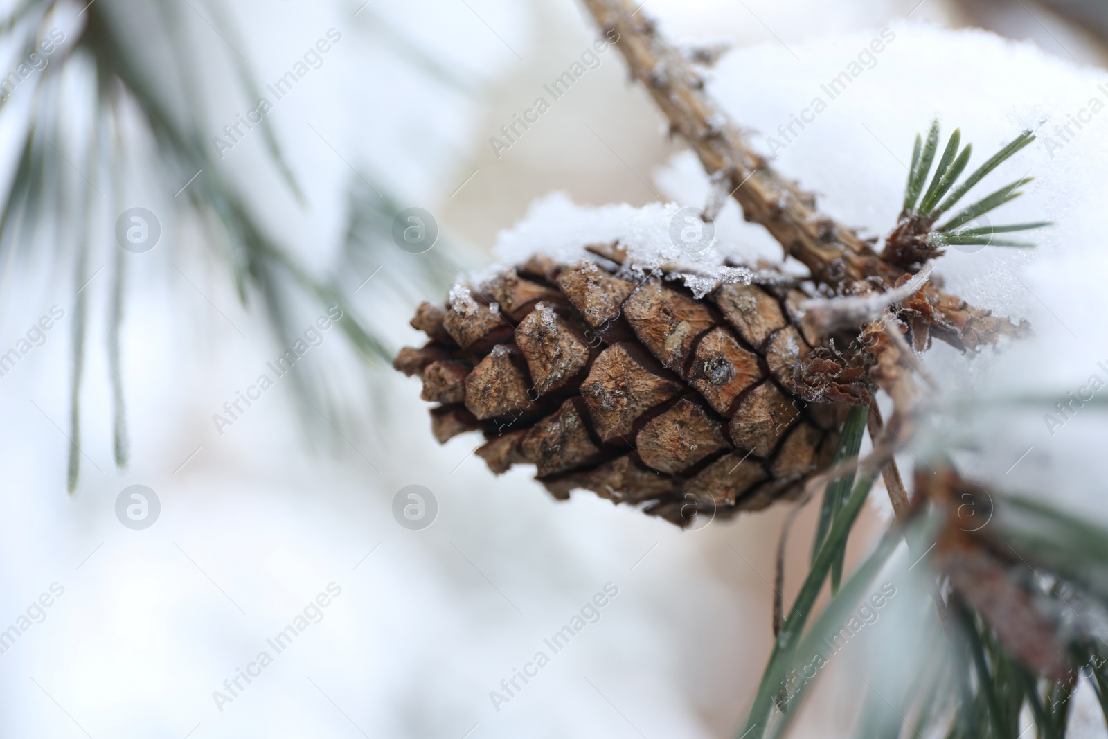 Photo of Snowy pine branch with cone on blurred background, closeup. Winter season