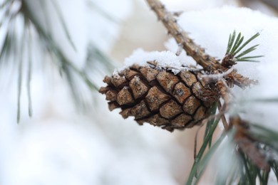 Photo of Snowy pine branch with cone on blurred background, closeup. Winter season