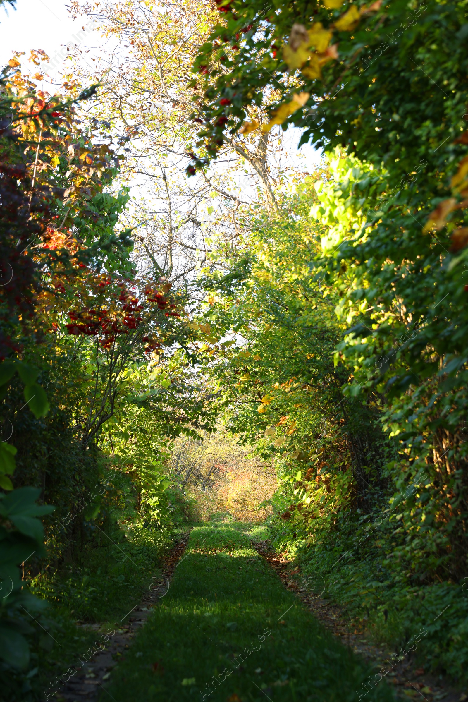 Photo of Beautiful trees with red berries growing in garden on sunny day