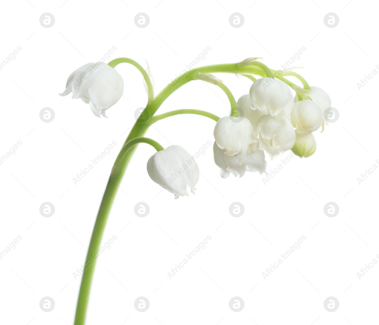 Photo of Beautiful lily of the valley flower on white background