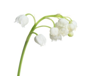 Beautiful lily of the valley flower on white background