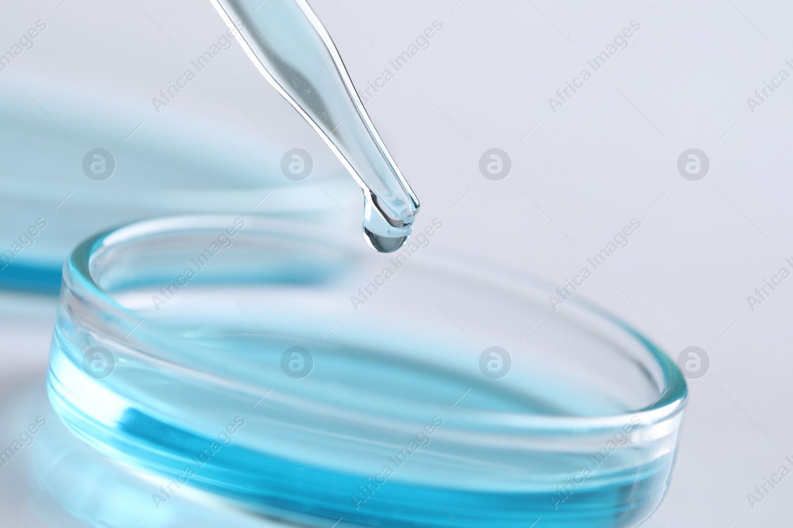 Photo of Dripping liquid from pipette into petri dish on blurred background, closeup. Laboratory analysis