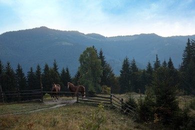 Photo of Beautiful viewhorses near wooden fence in mountains
