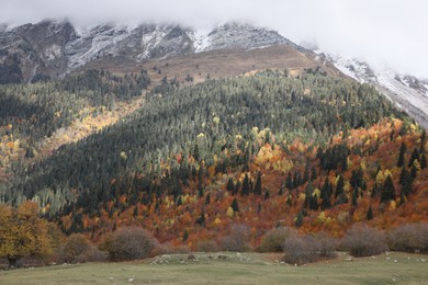 Picturesque view of mountain landscape with forest and meadow on autumn day