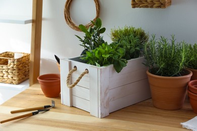 Photo of Different aromatic potted herbs and gardening tools on wooden table indoors
