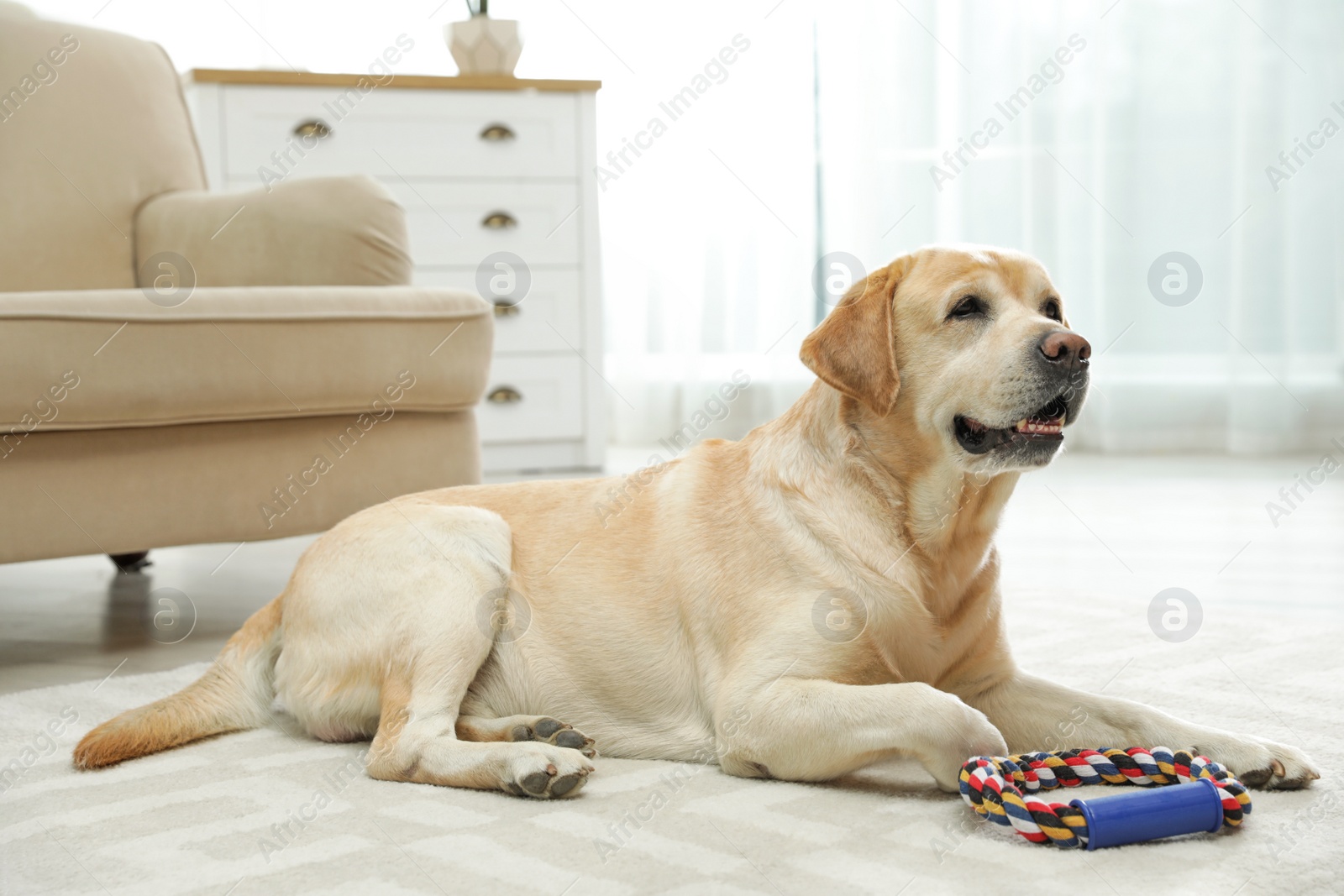 Photo of Yellow labrador retriever with toy on floor indoors