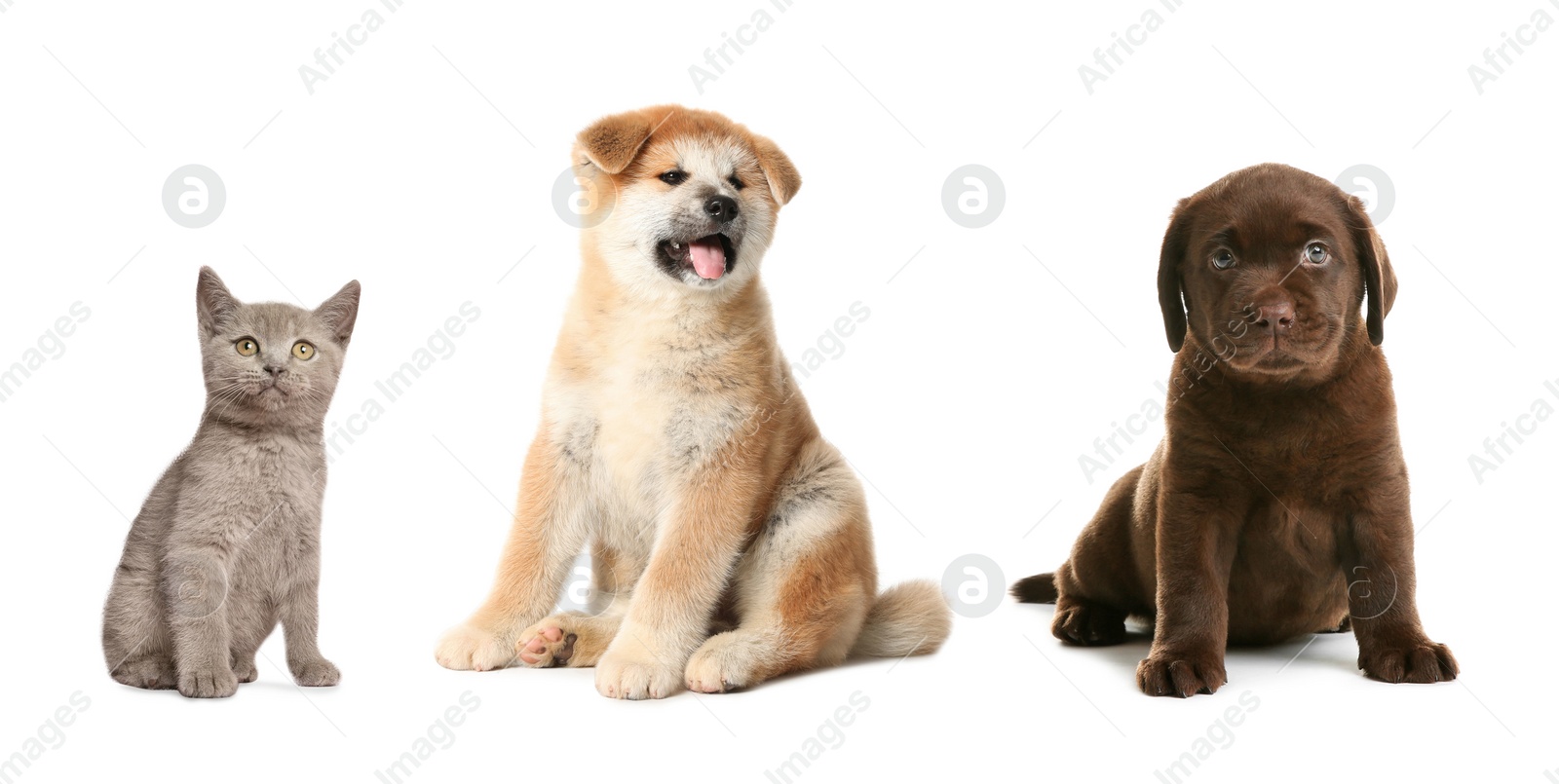 Image of Collage with different adorable baby animals on white background