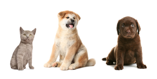 Image of Collage with different adorable baby animals on white background