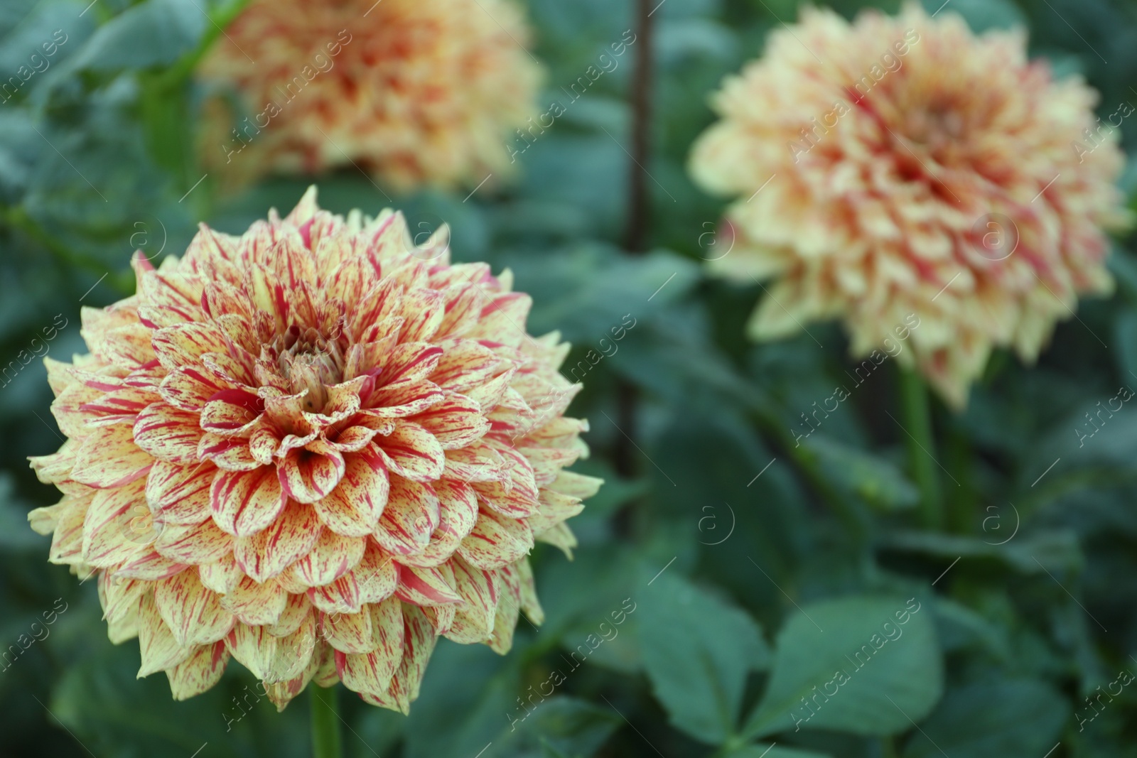 Photo of Beautiful blooming dahlia flowers in green garden