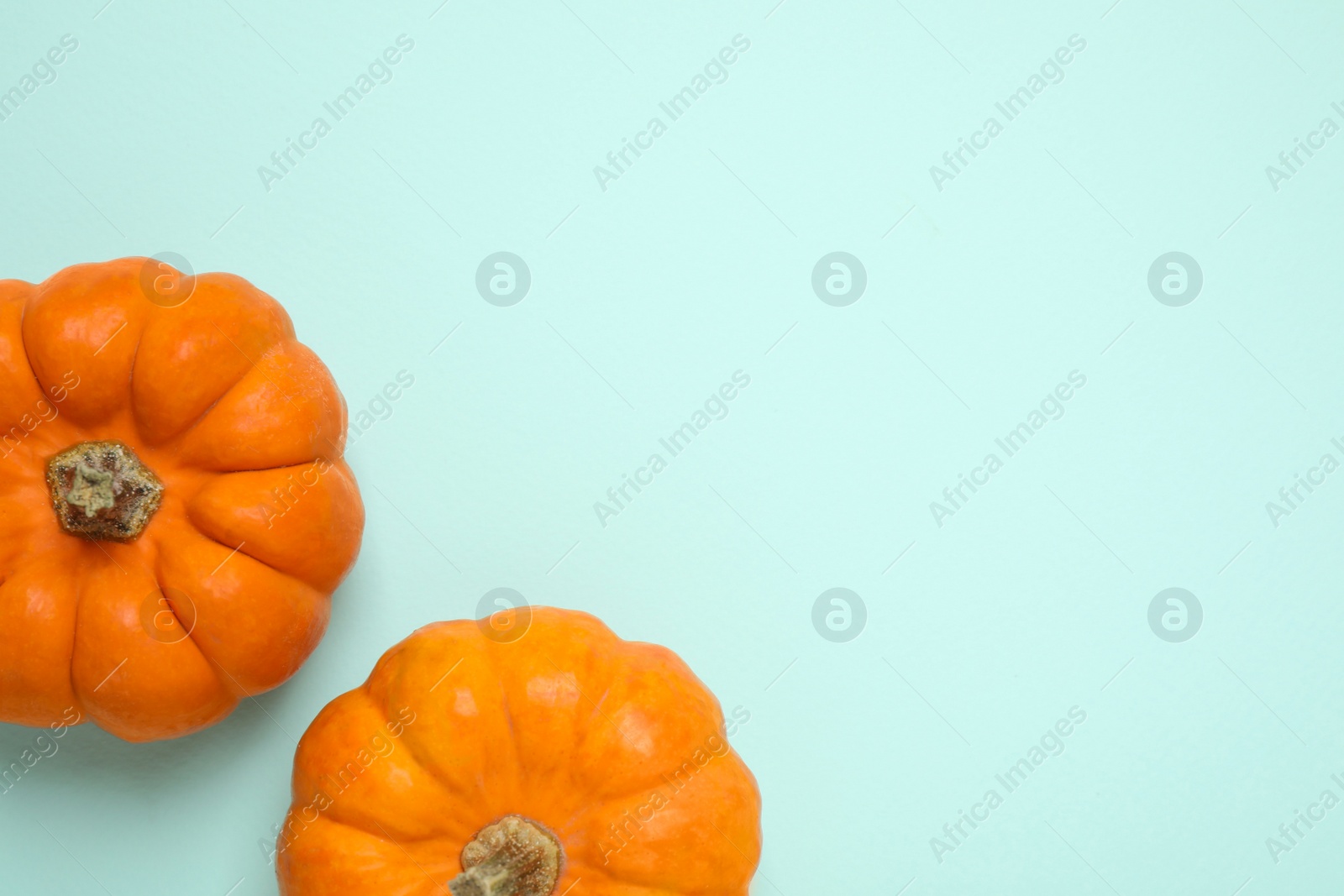 Photo of Fresh ripe pumpkins on light blue background, flat lay. Space for text