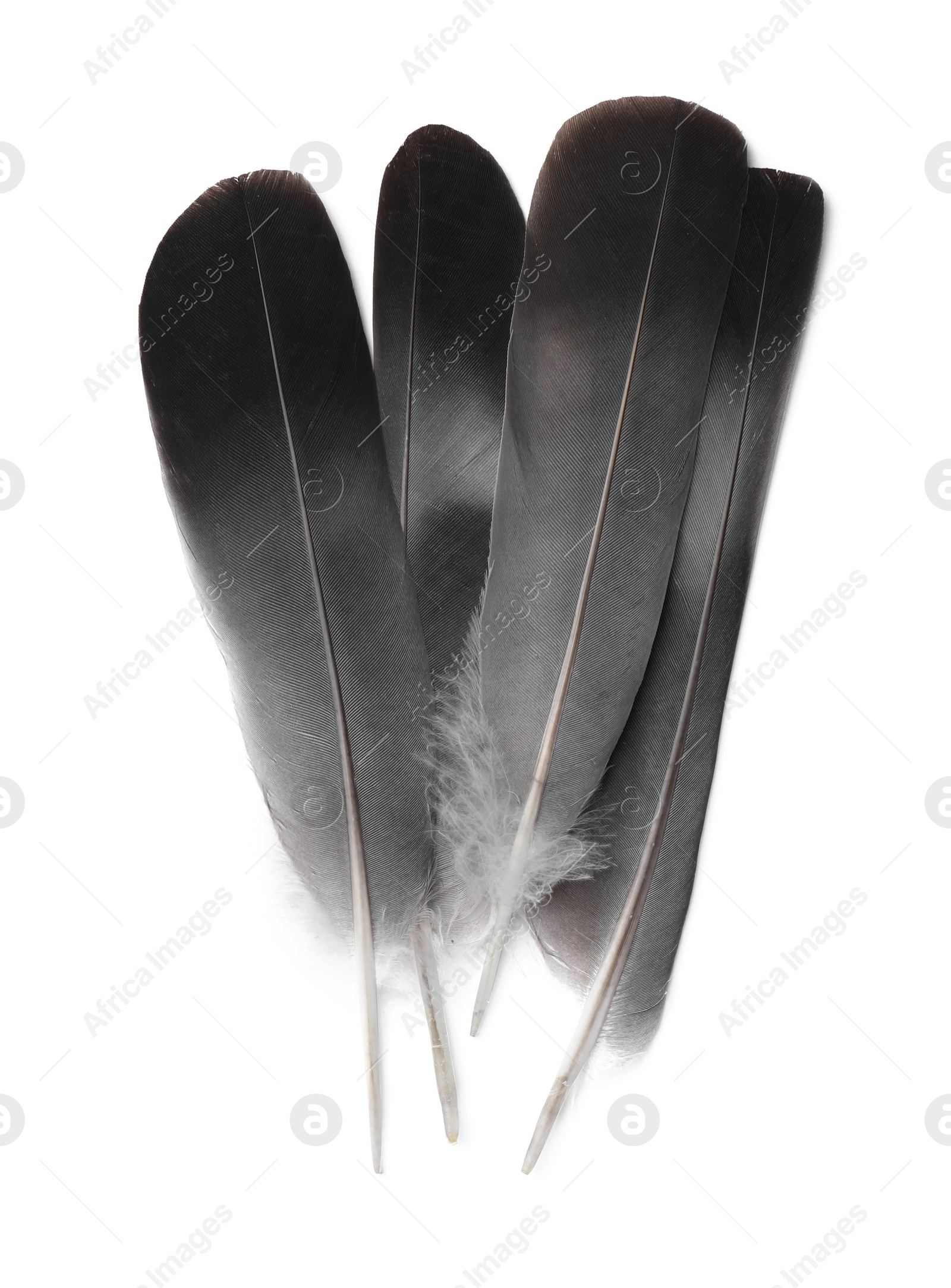 Photo of Many beautiful bird feathers isolated on white, top view