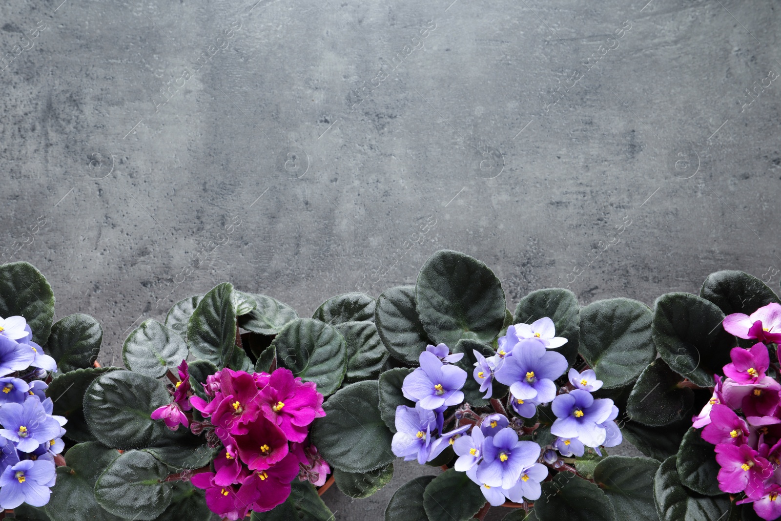 Photo of Beautiful violet flowers on light grey background, flat lay with space for text. Delicate house plants