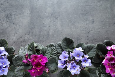 Beautiful violet flowers on light grey background, flat lay with space for text. Delicate house plants