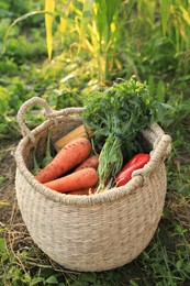 Fresh ripe vegetables in wicker basket on green grass at farm