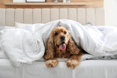 Photo of Cute English cocker spaniel covered with soft blanket on bed