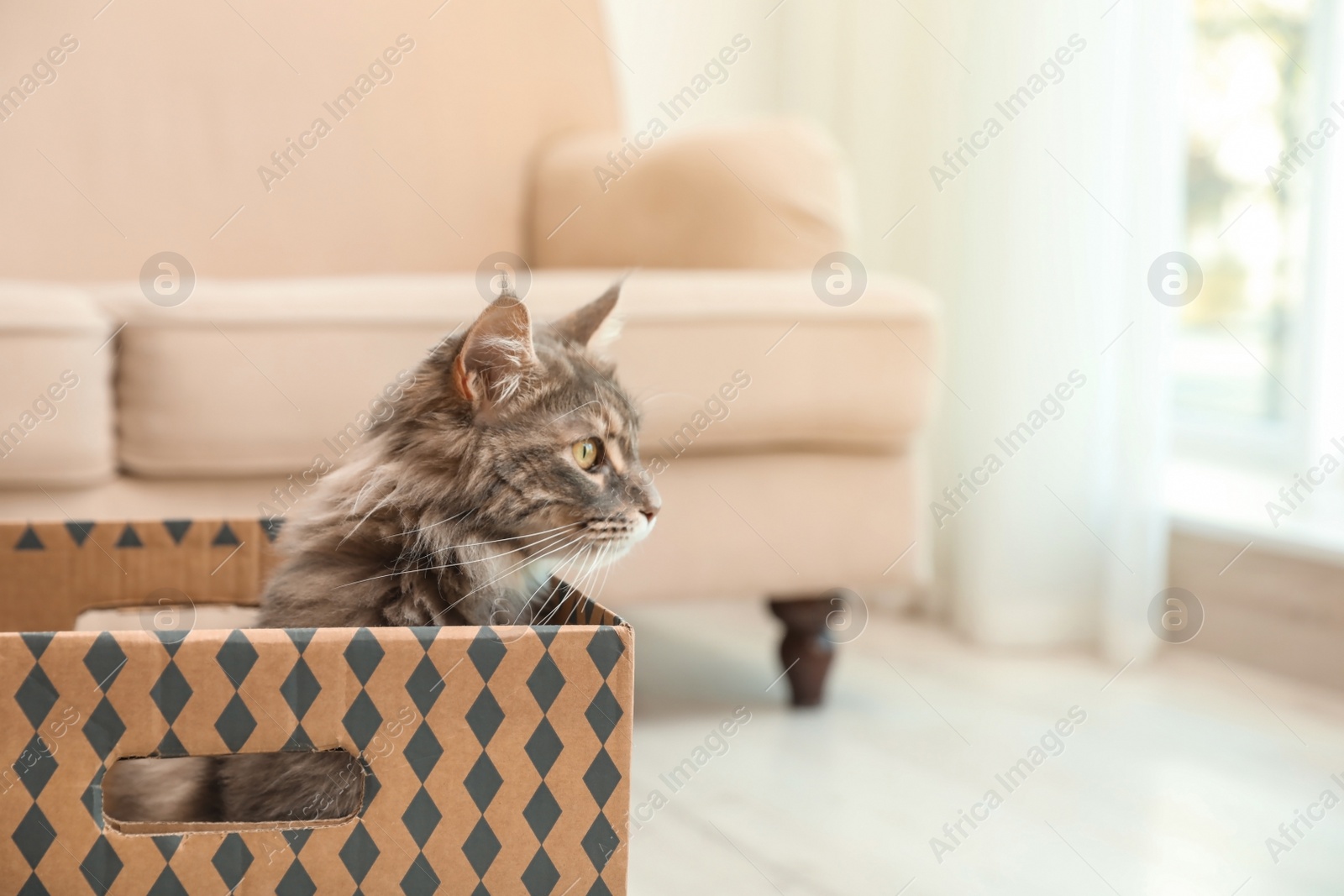 Photo of Adorable Maine Coon cat in cardboard box at home. Space for text