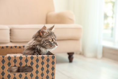 Photo of Adorable Maine Coon cat in cardboard box at home. Space for text
