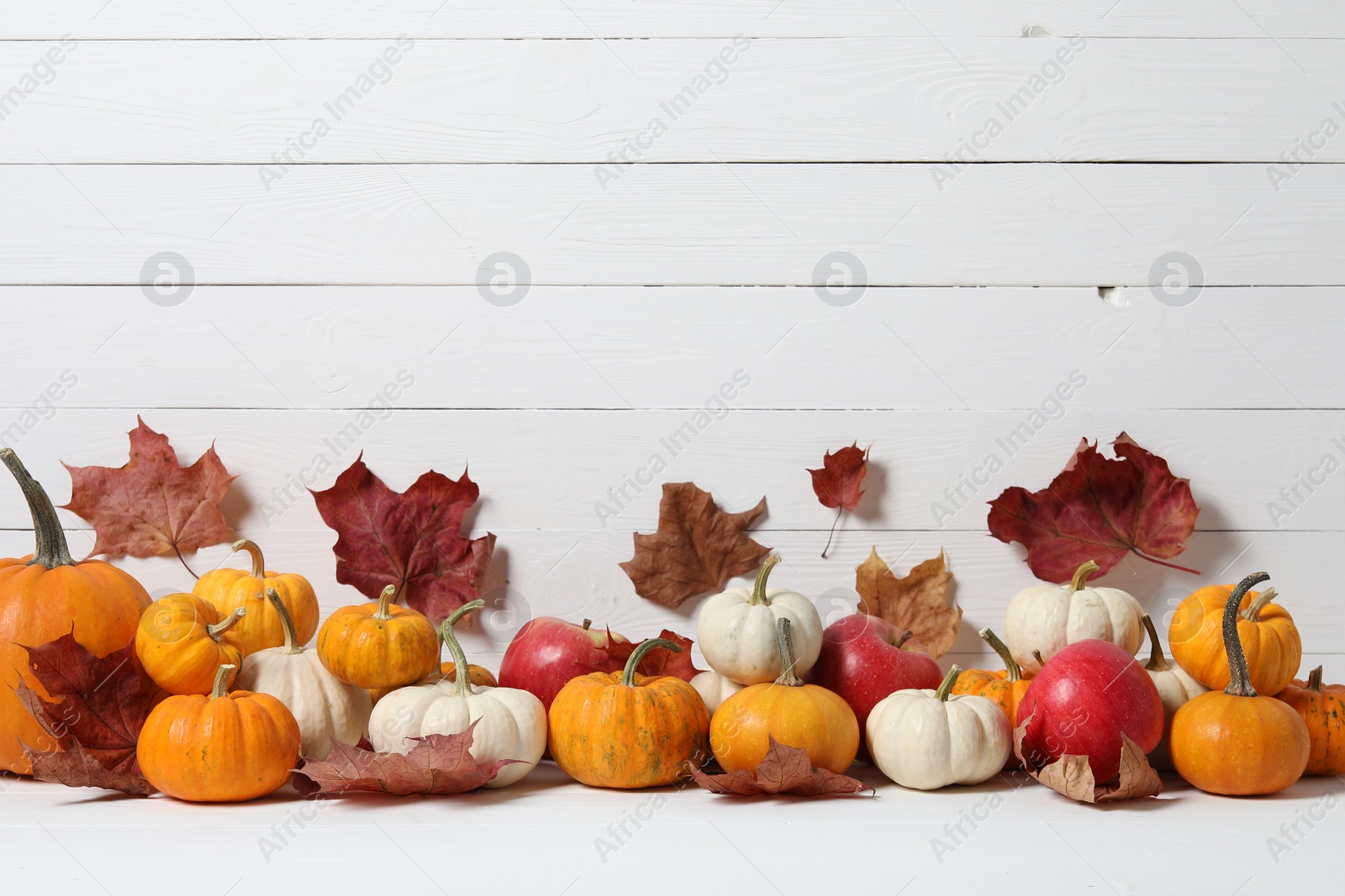 Photo of Thanksgiving day. Beautiful composition with pumpkins on table against white wooden wall, space for text