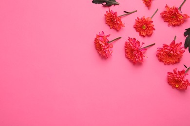 Photo of Beautiful chrysanthemums on pink background, flat lay. Space for text