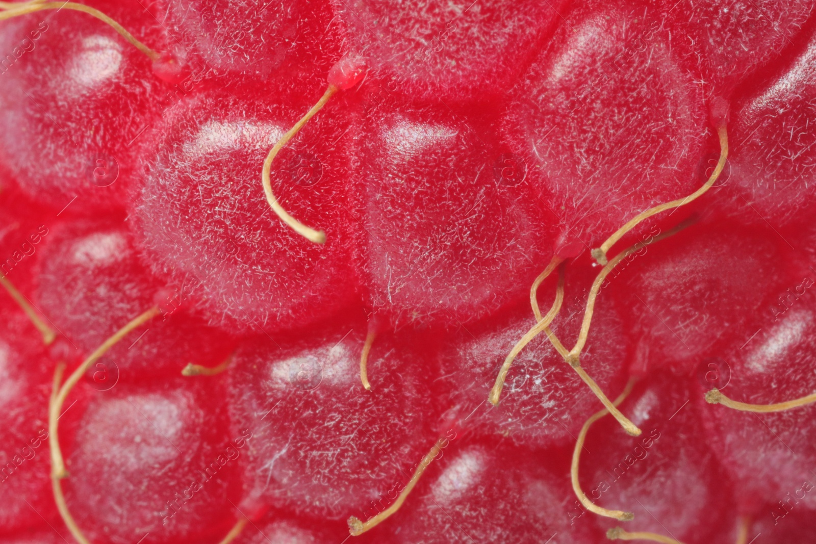 Photo of Texture of ripe raspberry as background, macro view. Fresh berry