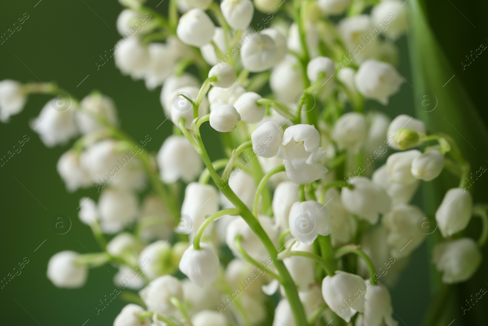 Photo of Beautiful lily of the valley flowers on blurred green background, closeup