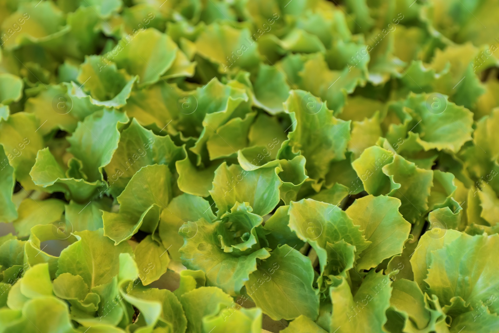 Photo of Young green lettuce seedlings as background, above view