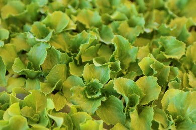 Young green lettuce seedlings as background, above view