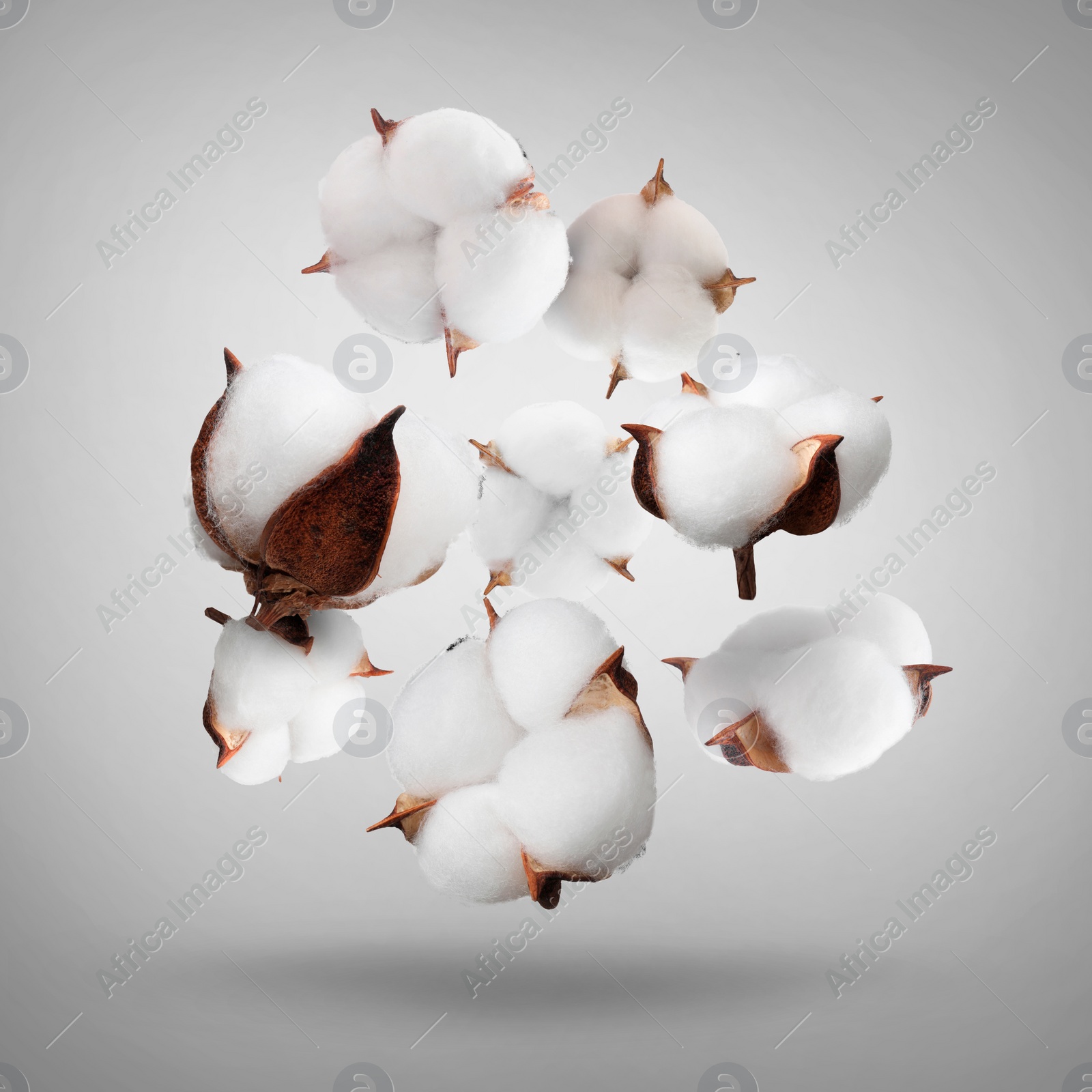 Image of Beautiful cotton flowers falling on grey background