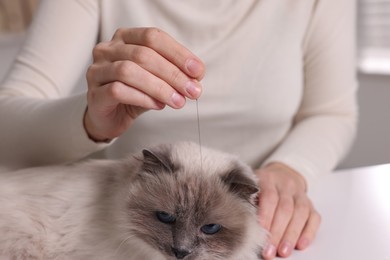 Photo of Veterinary holding acupuncture needle near cat's head indoors, closeup. Animal treatment