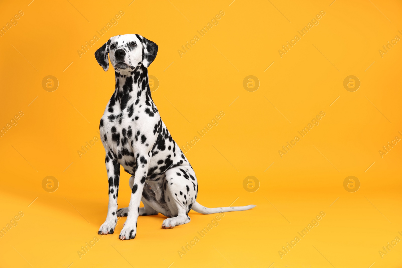 Photo of Adorable Dalmatian dog on yellow background, space for text. Lovely pet