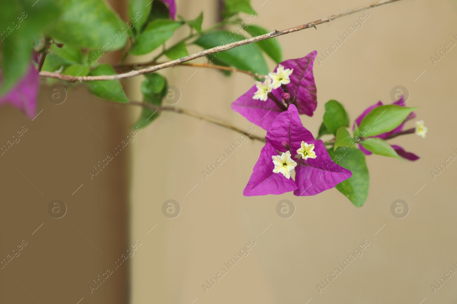 Photo of Beautiful tropical plant with purple flowers on blurred background, closeup. Space for text