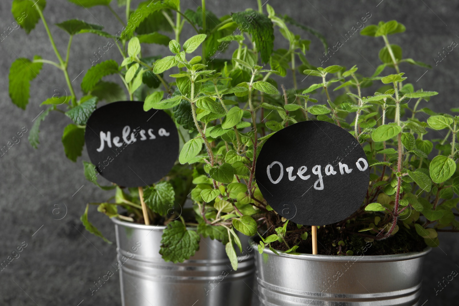 Photo of Aromatic potted melissa and oregano, closeup view