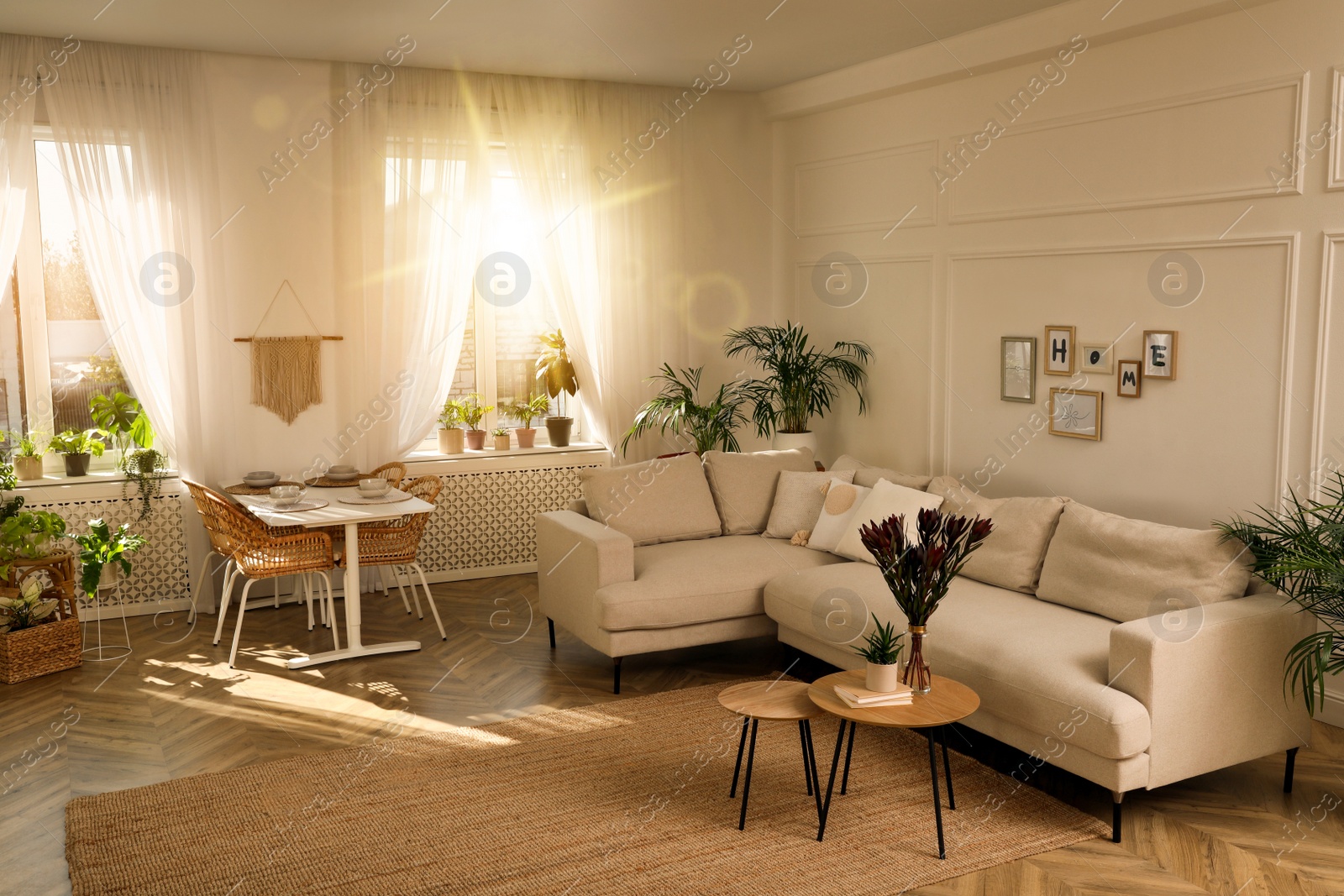 Image of Beautiful sunlit living room with stylish sofa and different houseplants