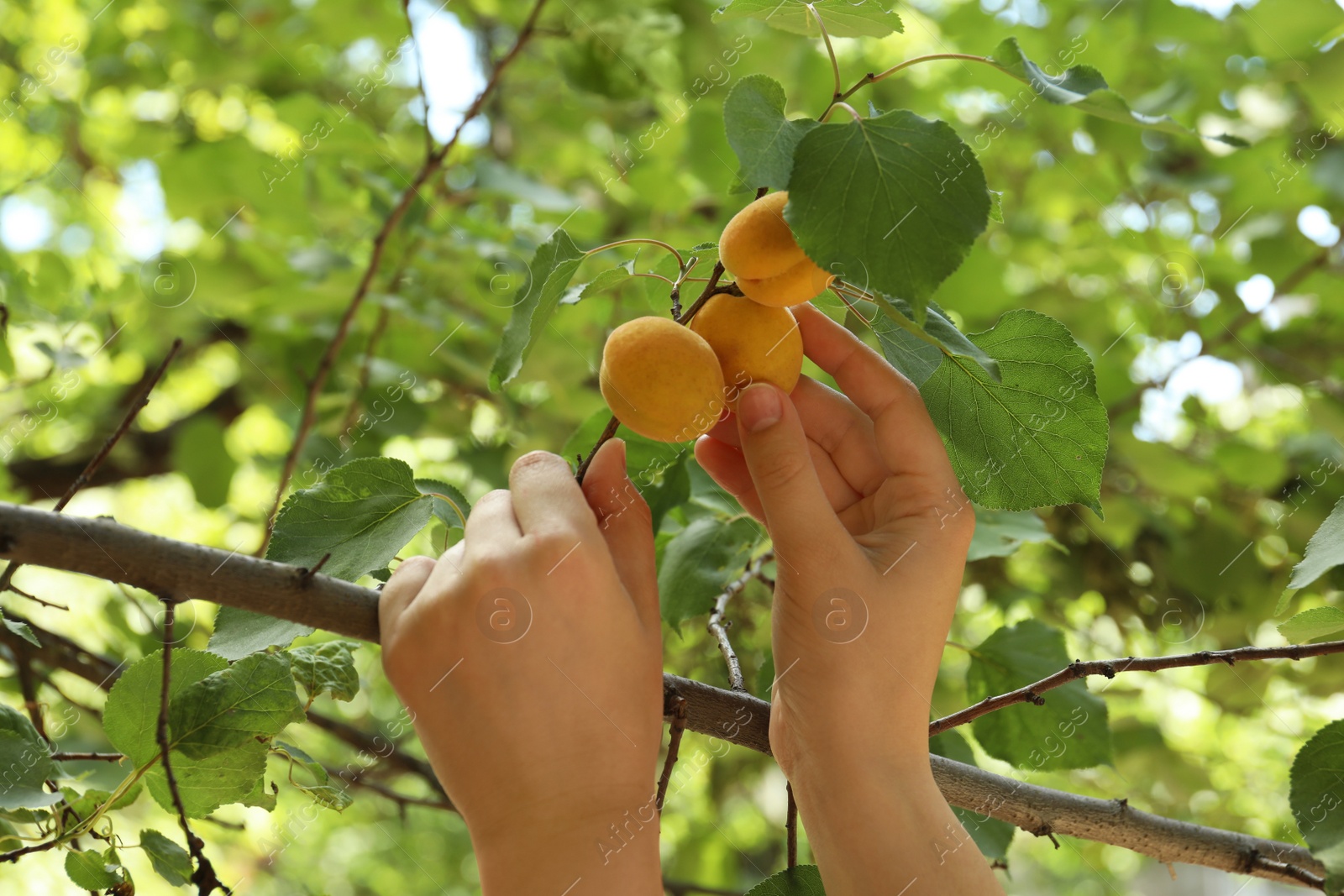 Photo of Woman picking ripe apricot from tree outdoors, closeup