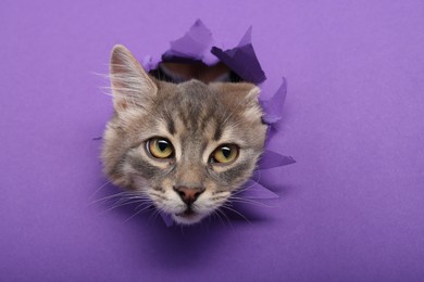 Photo of Cute cat looking through hole in purple paper