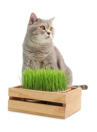 Cute cat and potted green grass isolated on white