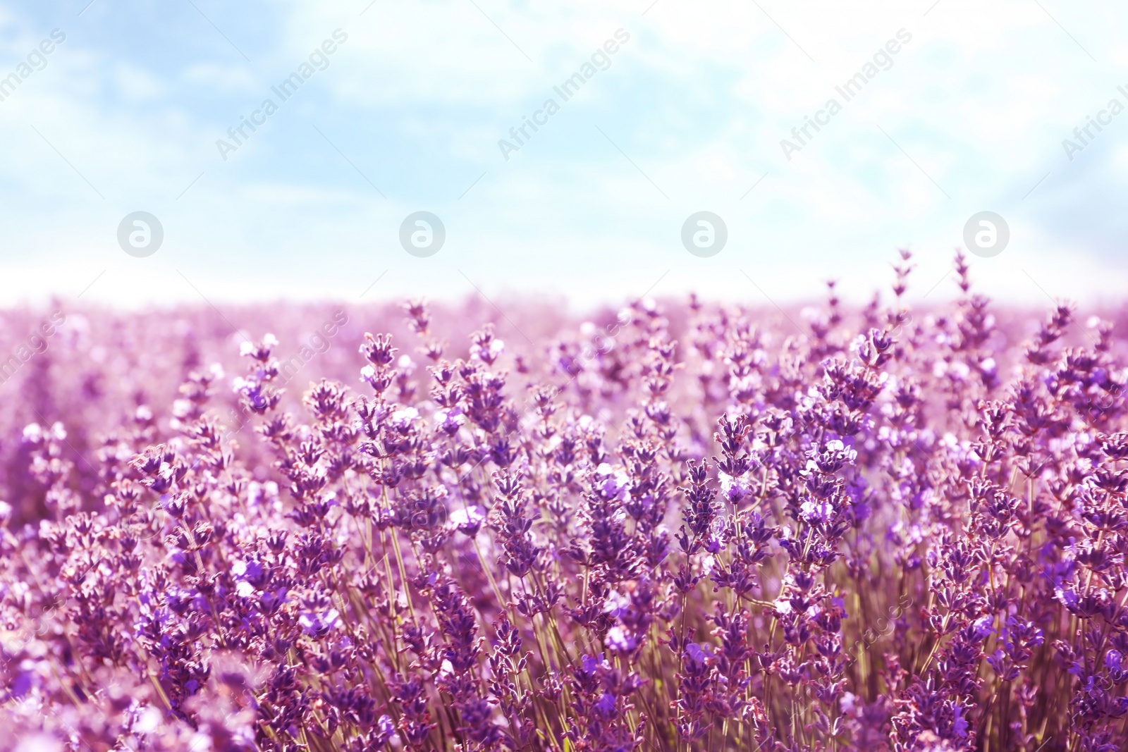 Photo of Beautiful blooming lavender in field on summer day