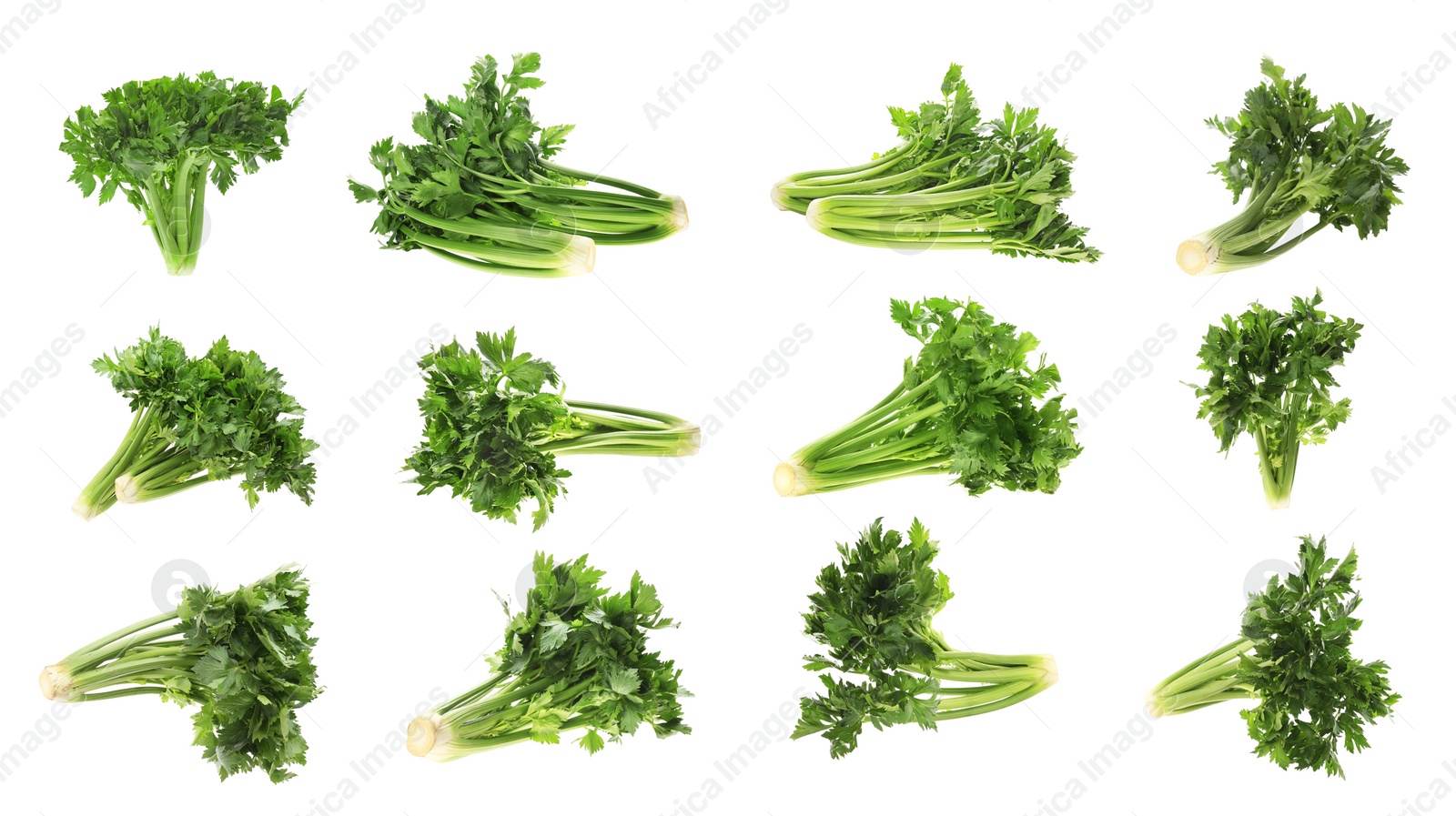 Image of Collage with fresh green celery on white background