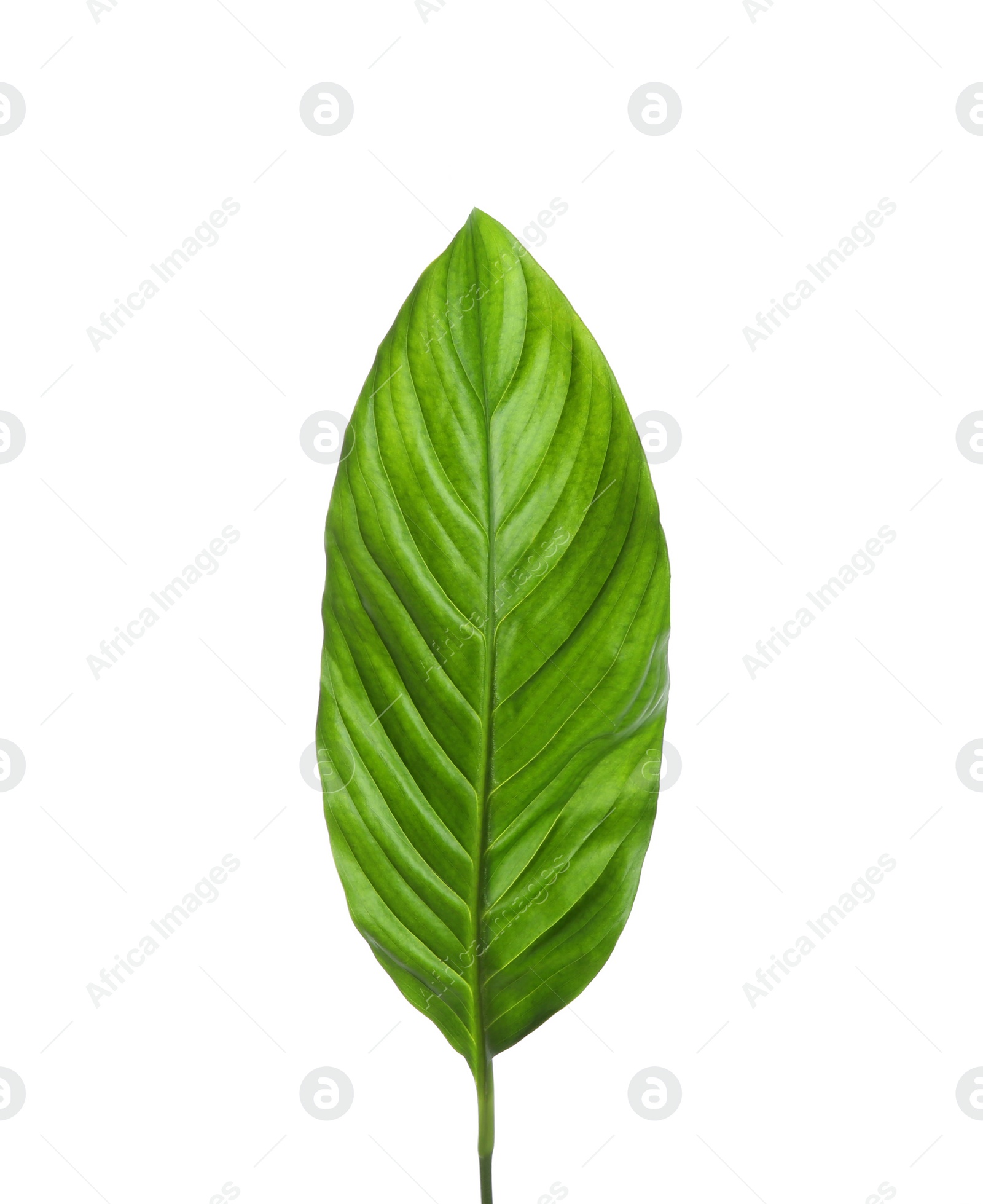 Photo of Beautiful tropical Spathiphyllum leaf on white background