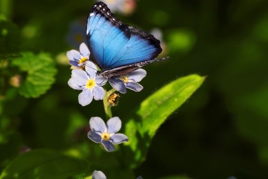Image of Beautiful butterfly on forget-me-not flower in garden, closeup