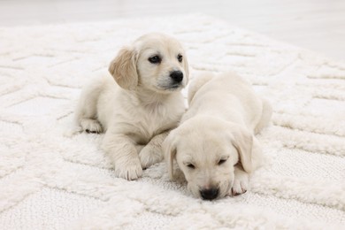 Photo of Cute little puppies lying on white carpet