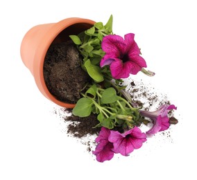 Overturned terracotta flower pot with soil and petunia plant on white background