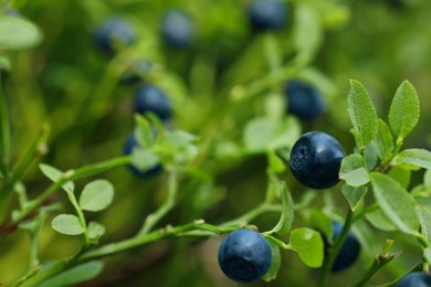 Photo of Ripe bilberries growing in forest, closeup. Space for text