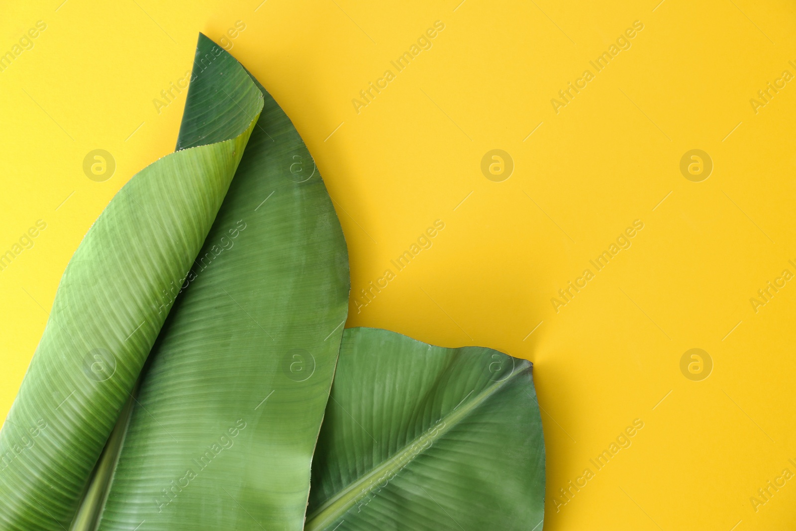 Photo of Fresh green banana leaves on color background, flat lay with space for text. Tropical foliage