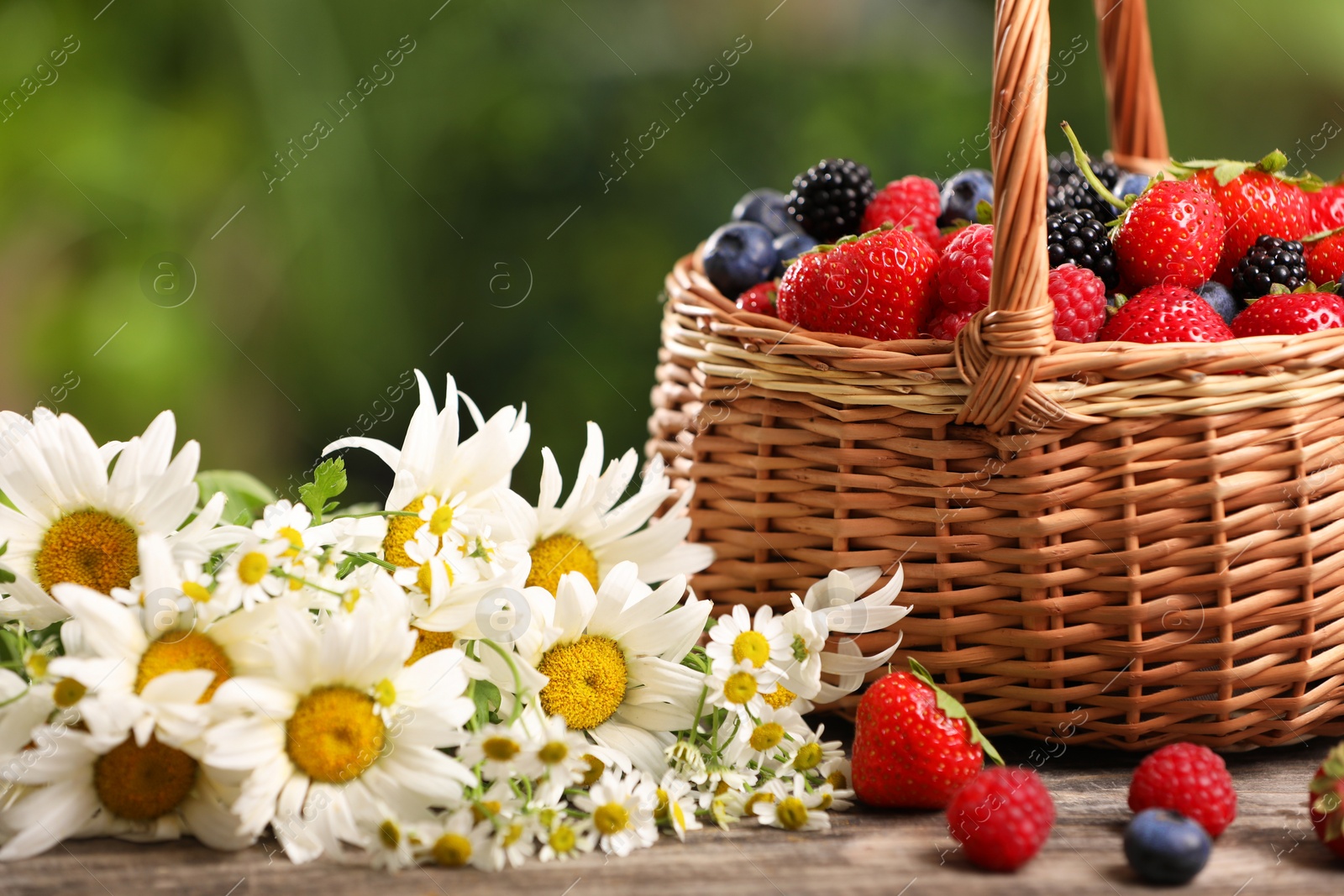 Photo of Wicker basket with different fresh ripe berries and beautiful chamomile flowers on wooden table outdoors