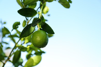 Photo of Ripe lime growing on tree against sky, closeup. Space for text