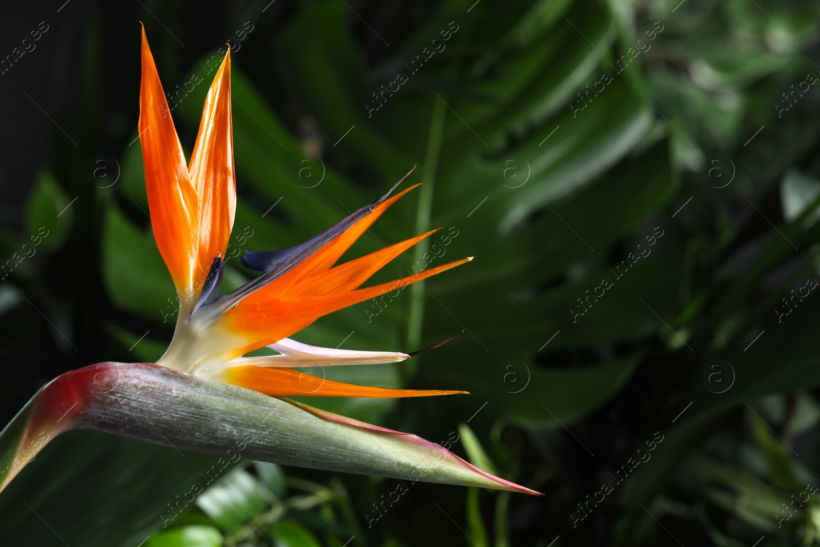 Photo of Bird of Paradise tropical flower on blurred background, closeup. Space for text