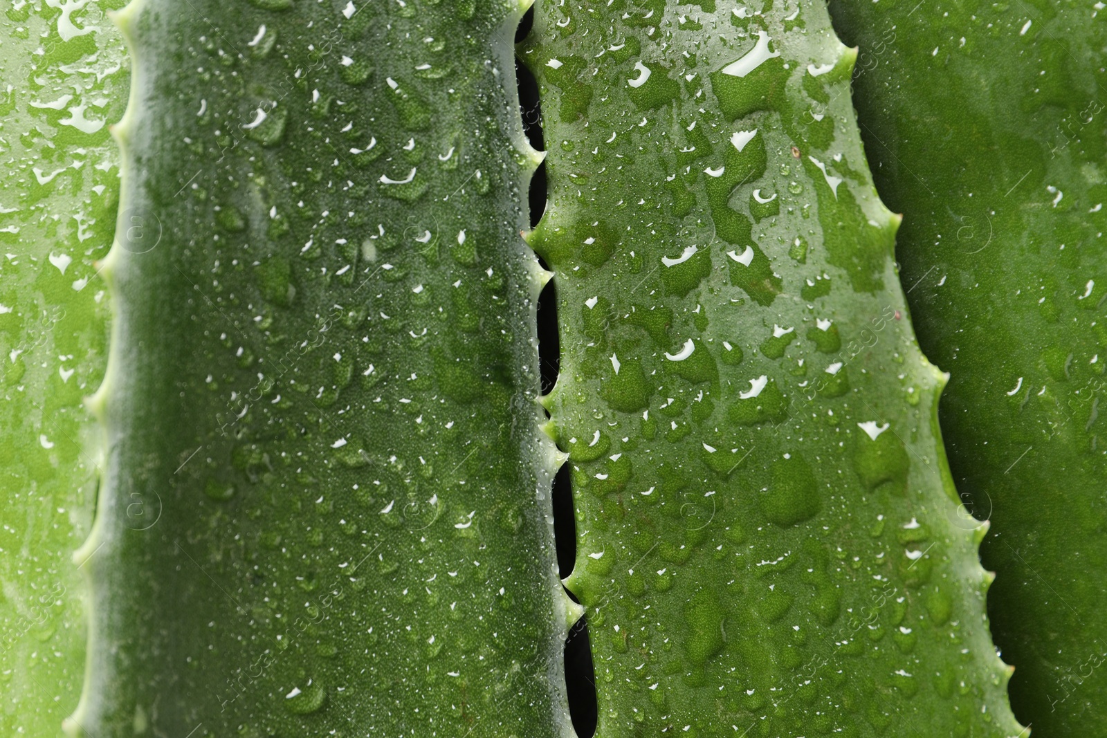 Photo of Fresh aloe vera leaves with water drops as background, top view