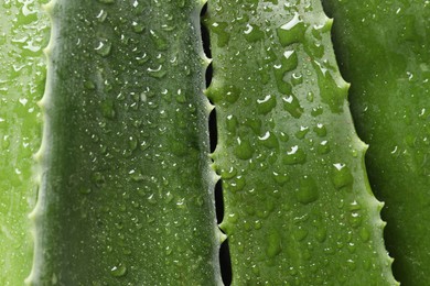 Fresh aloe vera leaves with water drops as background, top view